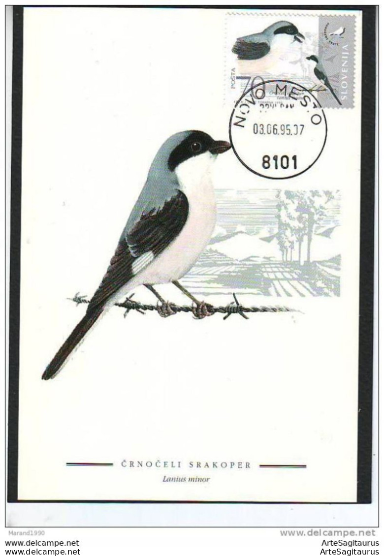 SLOVENIA, CARTE MAXIMUM, BIRDS-Lanius Minor # - Passeri