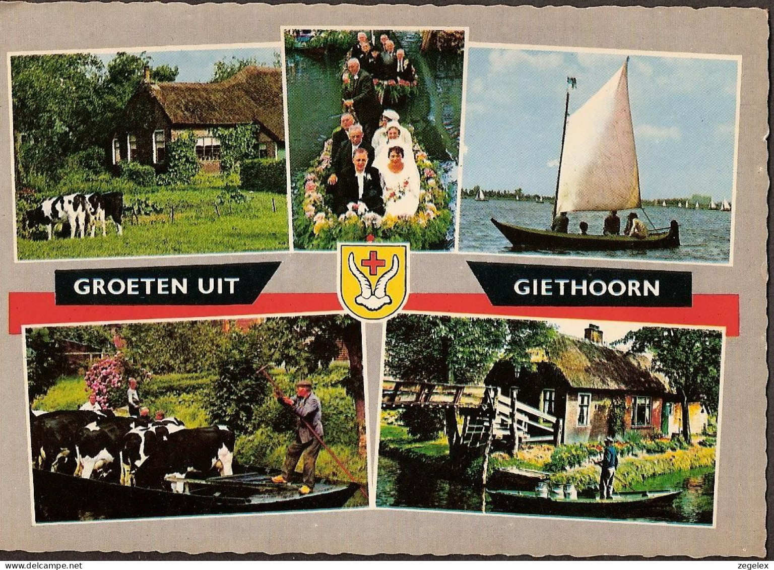 Groeten Uit Giethoorn Rond 1960 - Brug, Boot Met Koeien En Melkbussen, Cows - Giethoorn