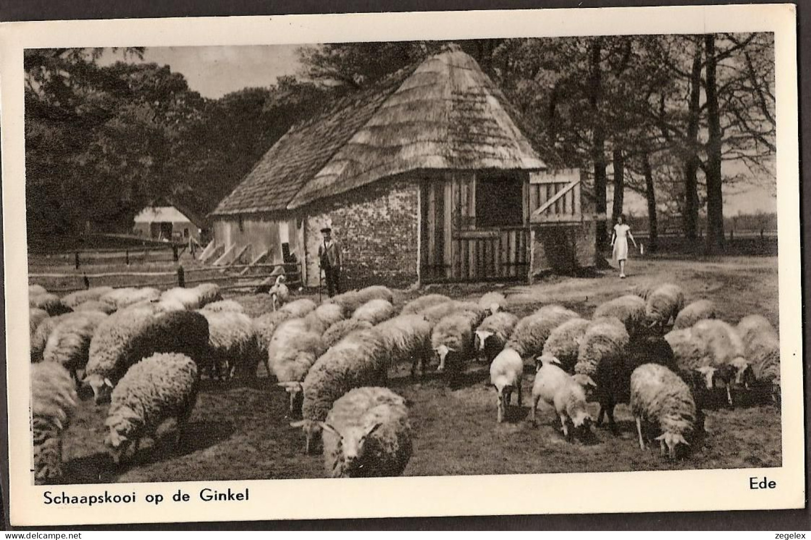 Ede, Schaapskooi Op De Ginkel Met De Herder - Ede