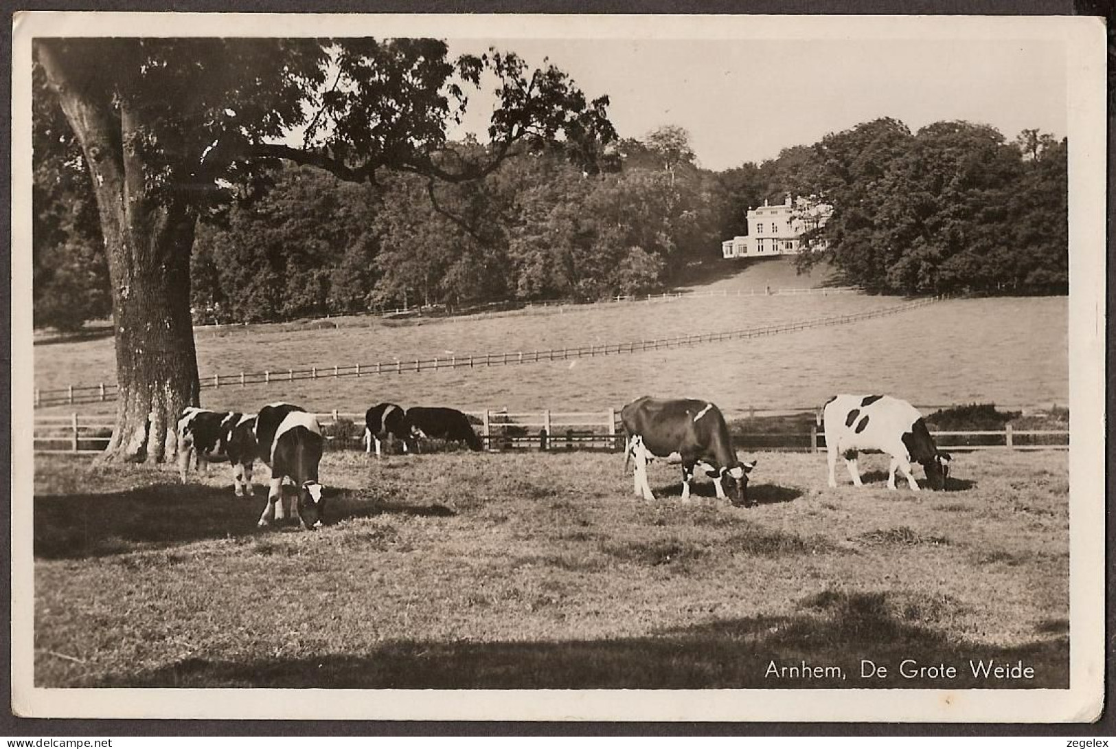 Arnhem - De Grote Weide - Koeien - Cows - Arnhem