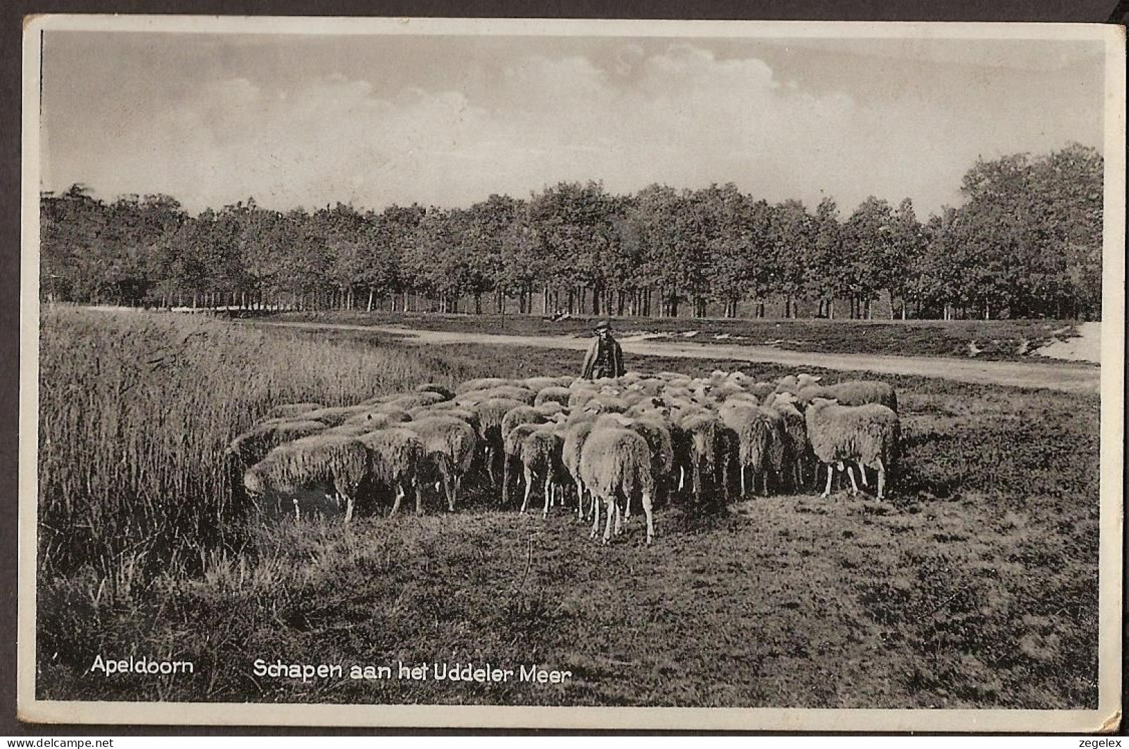 Apeldoorn 1932 - Schaapsherder Aan Het Uddeler Meer - Shepherd, Schäfer - Apeldoorn