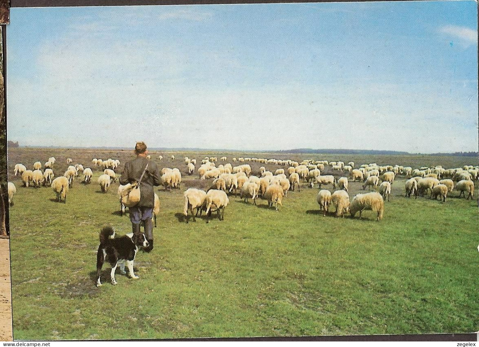 Drenthe - Drente - Schaapsherder - Sheep- Sheep Dog.  - Andere & Zonder Classificatie