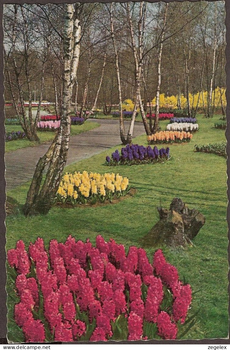 Lisse - Keukenhof - 1962 - Bloemen- Flowers - Lisse