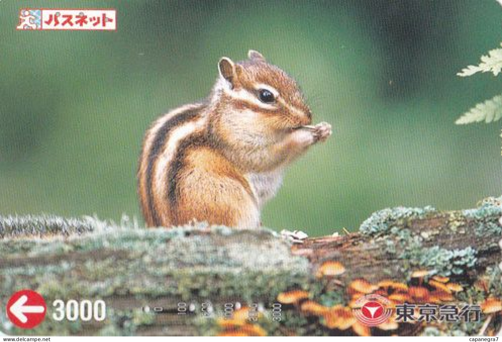 Chipmunk, Mushrooms, Transport Ticket, Japan - Japon