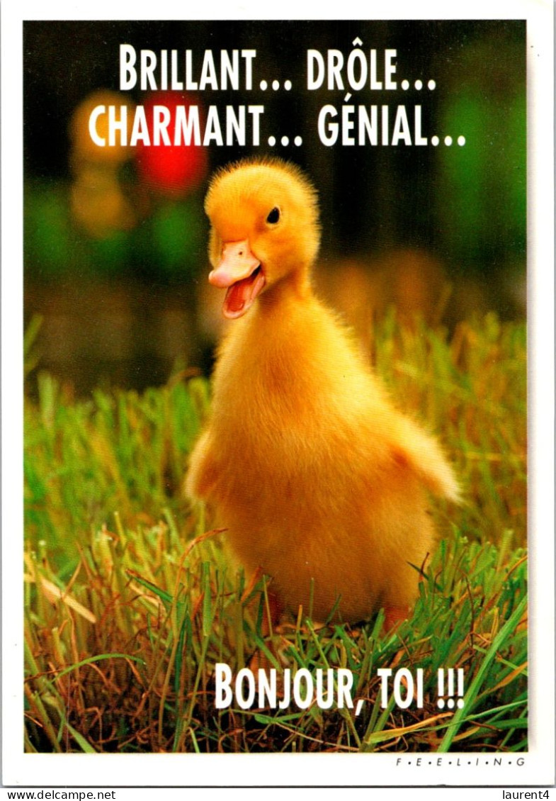 21-3-2024 (3 Y 38) France  - Humour - Duck / Canard - Humor