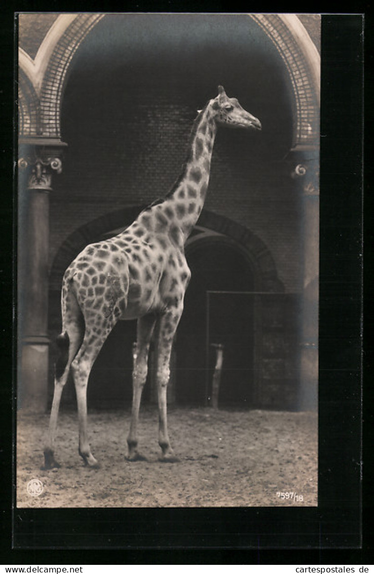 AK Giraffe In Einem Zoologischen Garten  - Giraffes