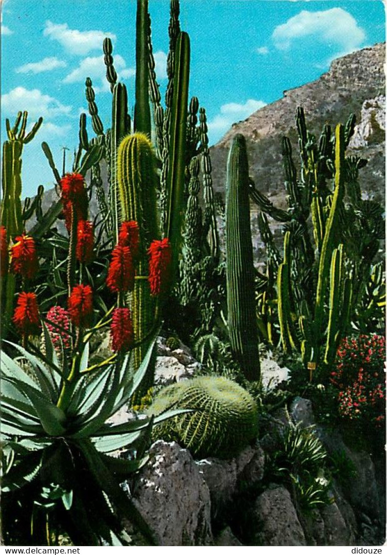 Fleurs - Plantes - Cactus - Principauté De Monaco - Le Jardin Exotique - Voir Timbre De Monaco - Flamme Postale De Monac - Sukkulenten