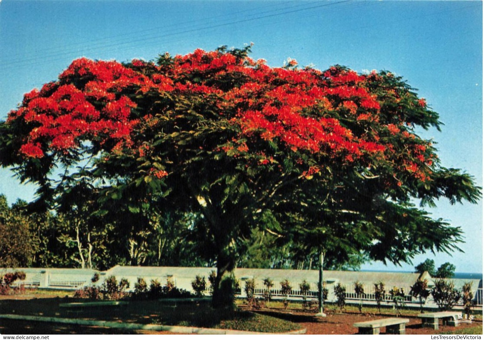 FLEURS PLANTES ET ARBRES - Fleur Tropicale - Flamboyant - Colorisé - Carte Postale - Bomen