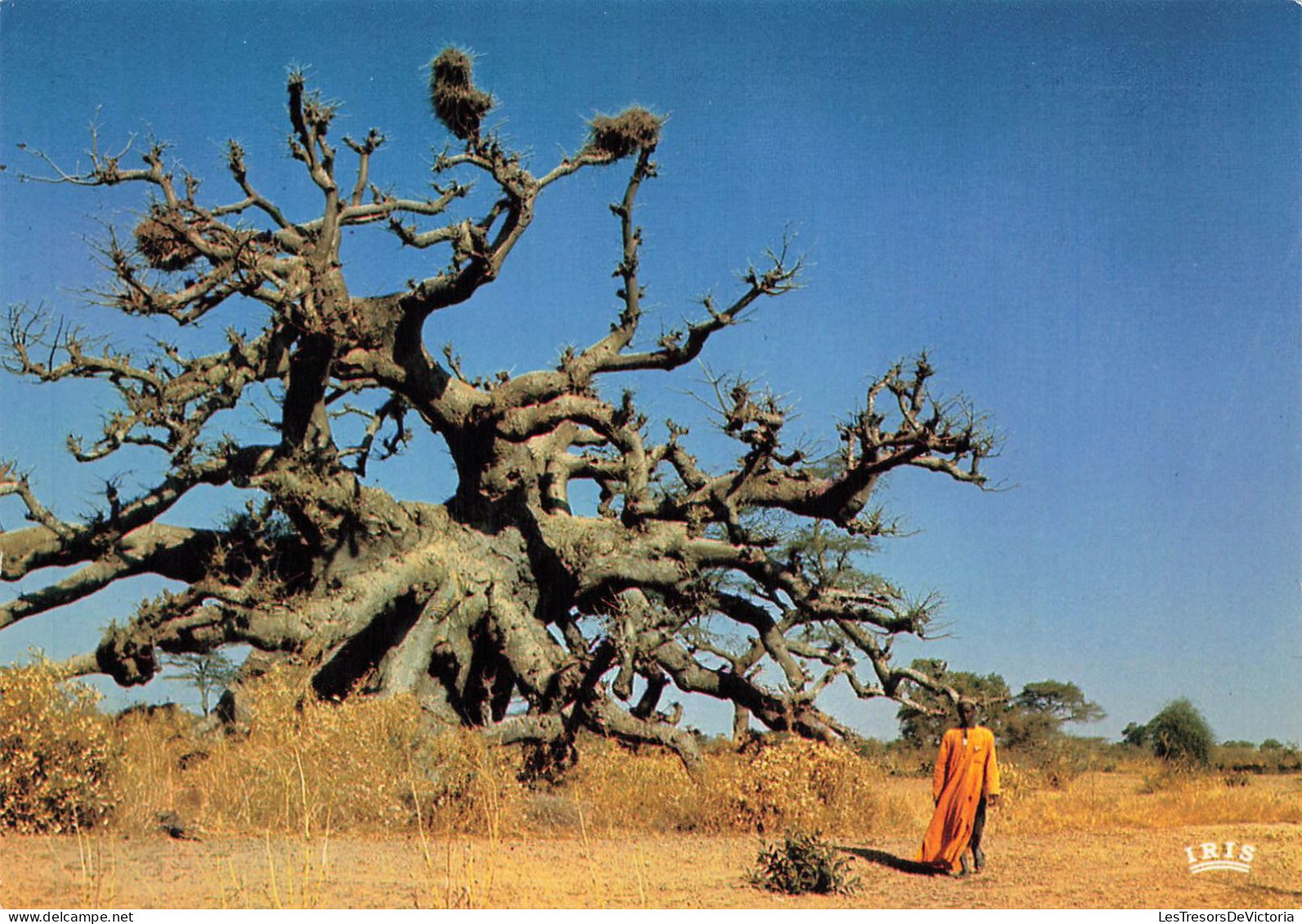 FLEURS PLANTES ET ARBRES - Afrique En Couleurs - A Baobab Tree - Colorisé - Carte Postale - Alberi