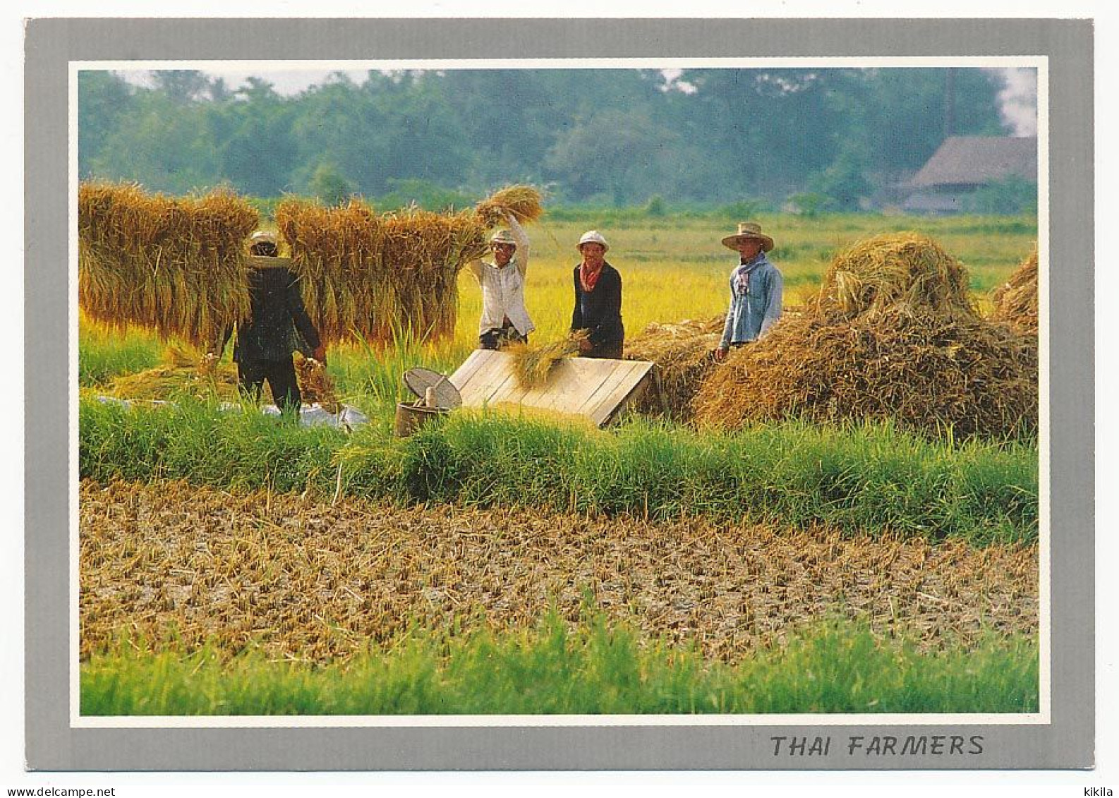 CPSM 10.5 X 15 Thaïlande (49) Thai Farmers Are Separating In The Rice From The Ear Of Paddy In The North* - Tailandia