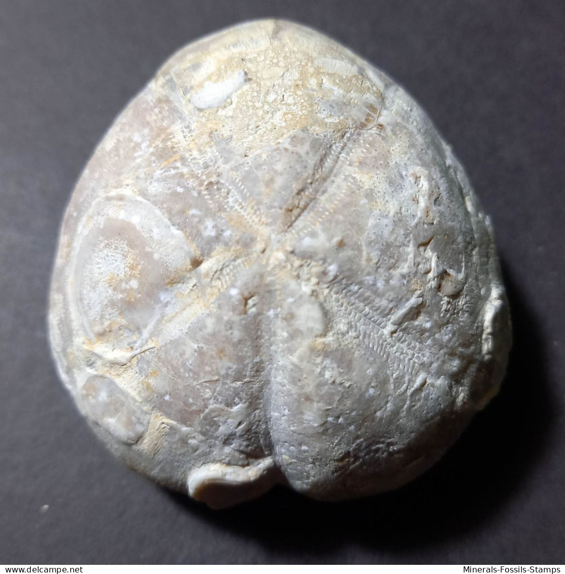 #MICRASTER CORBOVIS Selten Seeigel Sea Urchin Fossile Kreide (Russland) - Fossilien