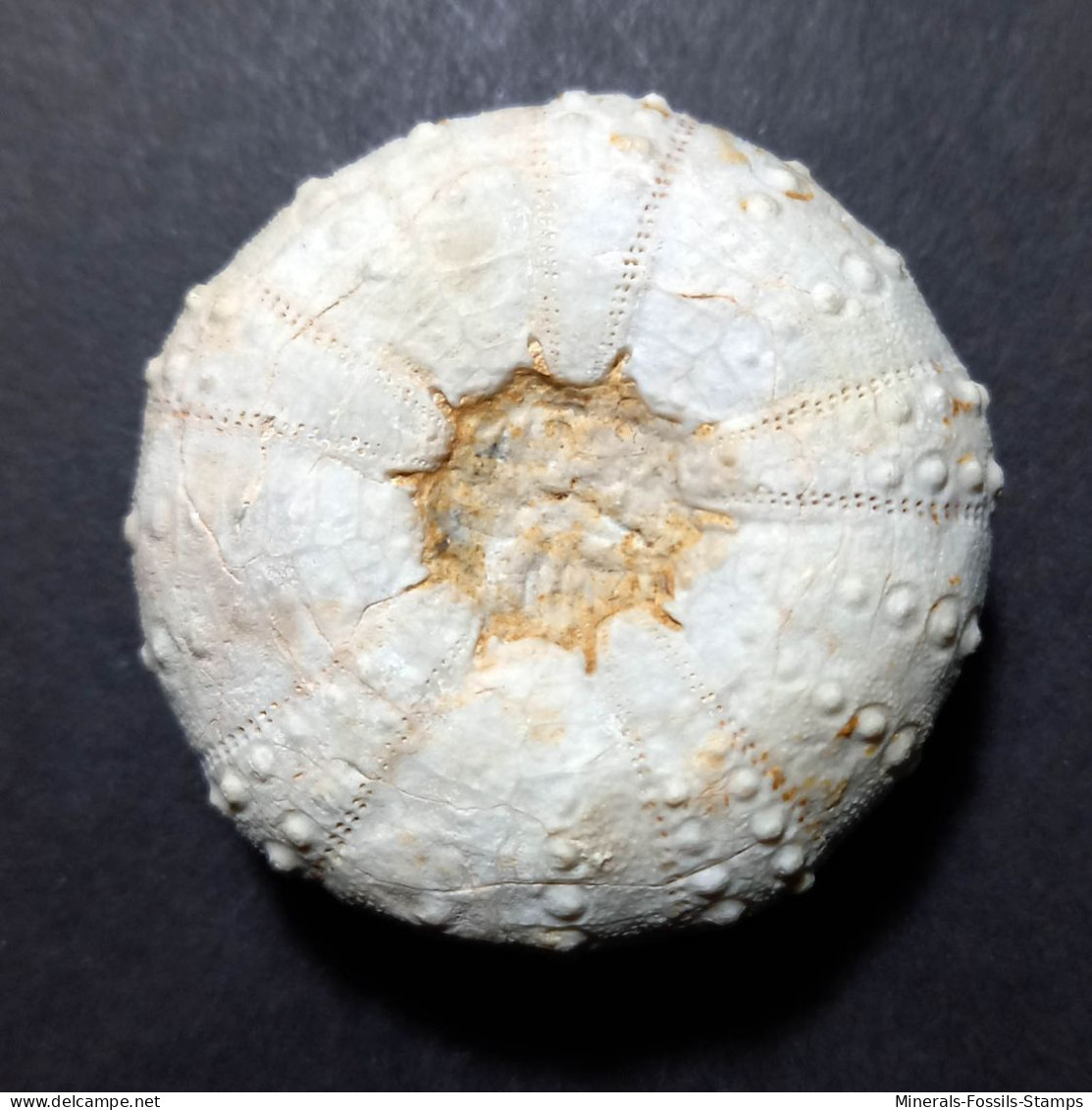 #POLYDIADEMA TRAVISENSIS Selten Seeigel Sea Urchin Fossile Kreide (Vereinigte Staaten) - Fossils