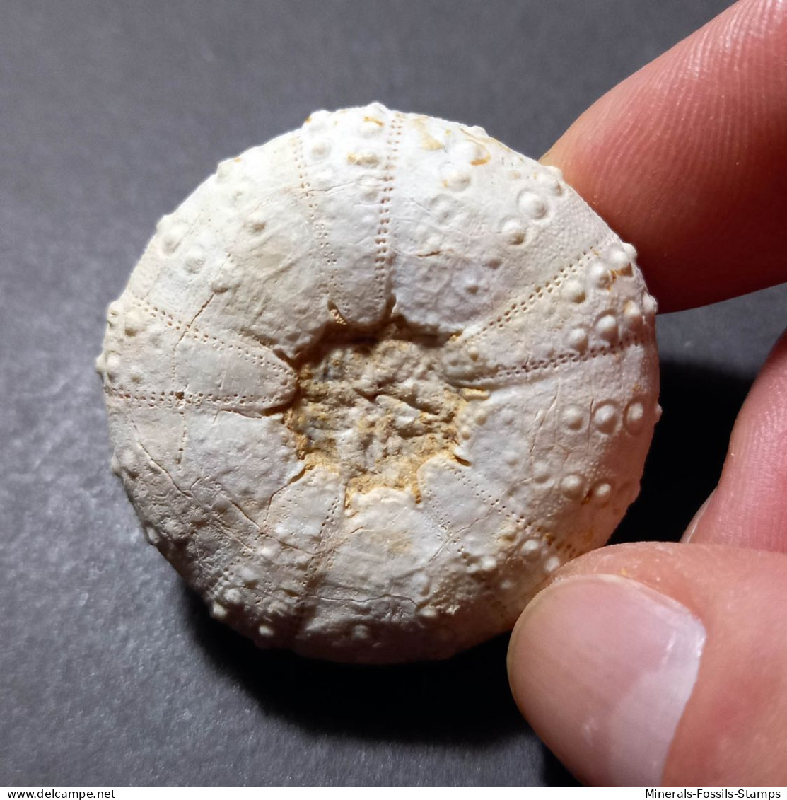 #POLYDIADEMA TRAVISENSIS Selten Seeigel Sea Urchin Fossile Kreide (Vereinigte Staaten) - Fossili