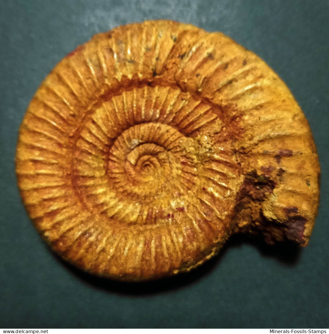 #PERISPHINCTES COWLEYENSIN Ammonite, Jura (Frankreich) - Fossils