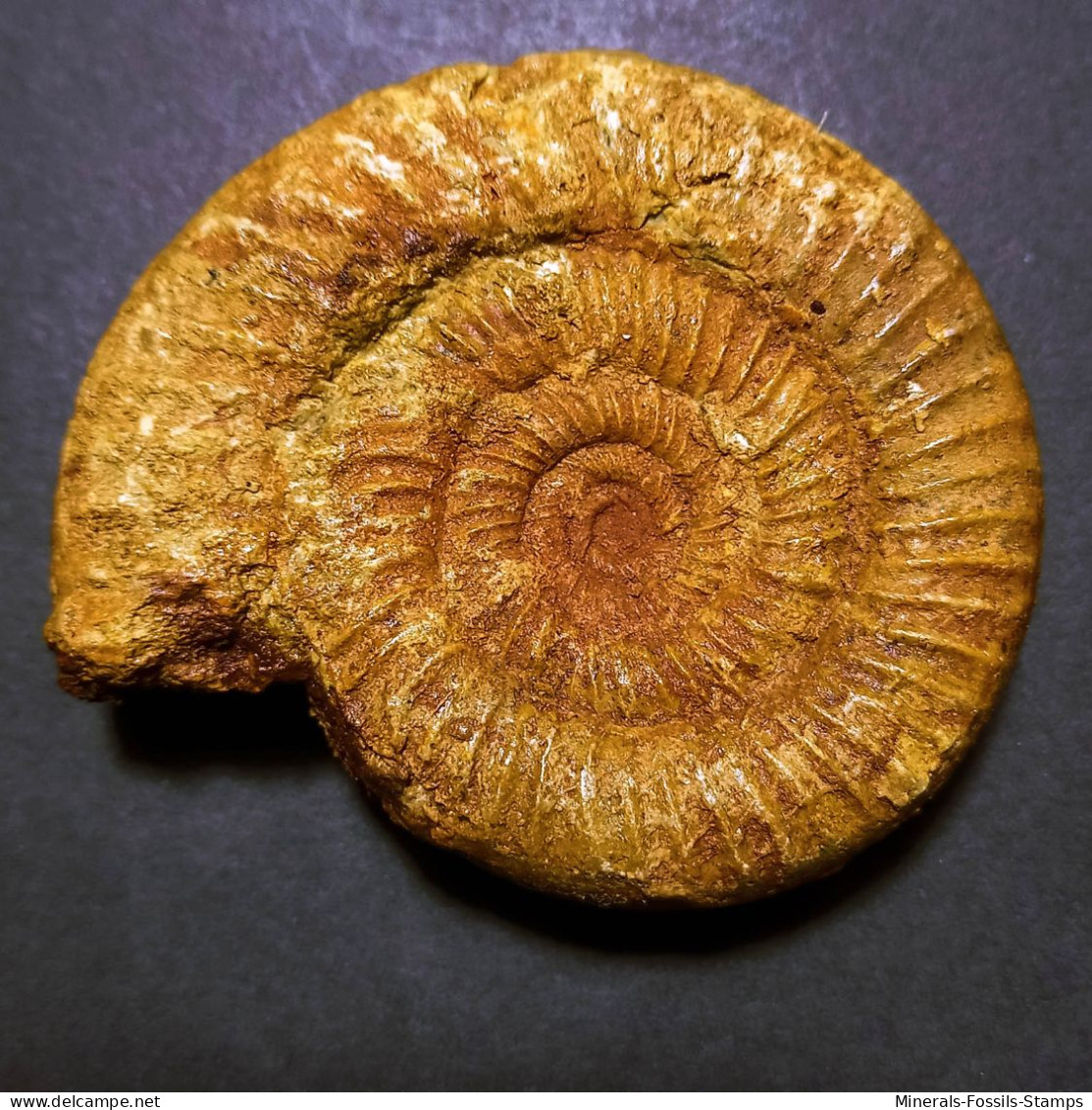 #PERISPHINCTES COWLEYENSIN Ammonite, Jura (Frankreich) - Fossili