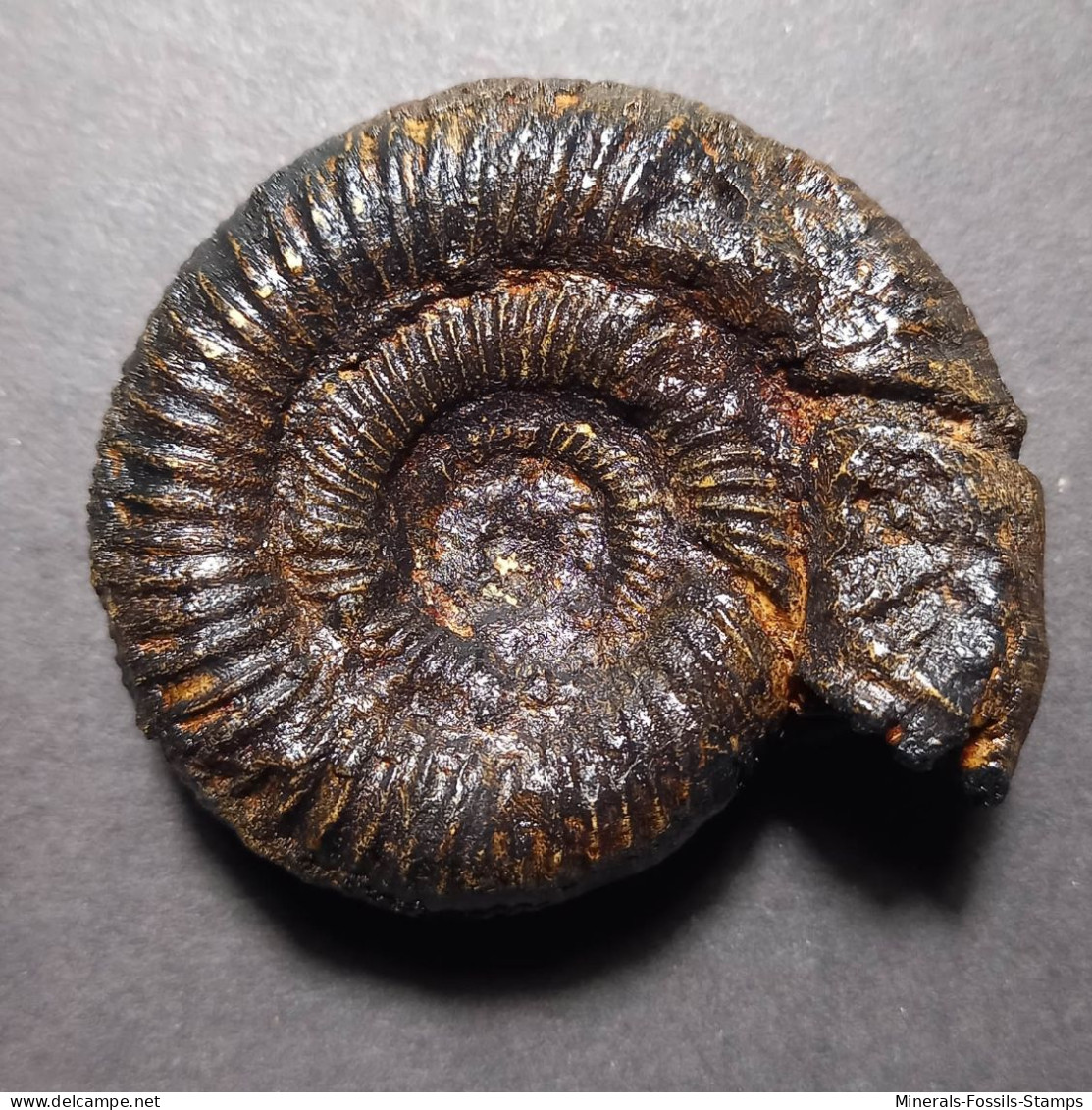 #KELLAWAYSITES BASSEAE Fossile Ammoniten Jura (Indien) - Fósiles