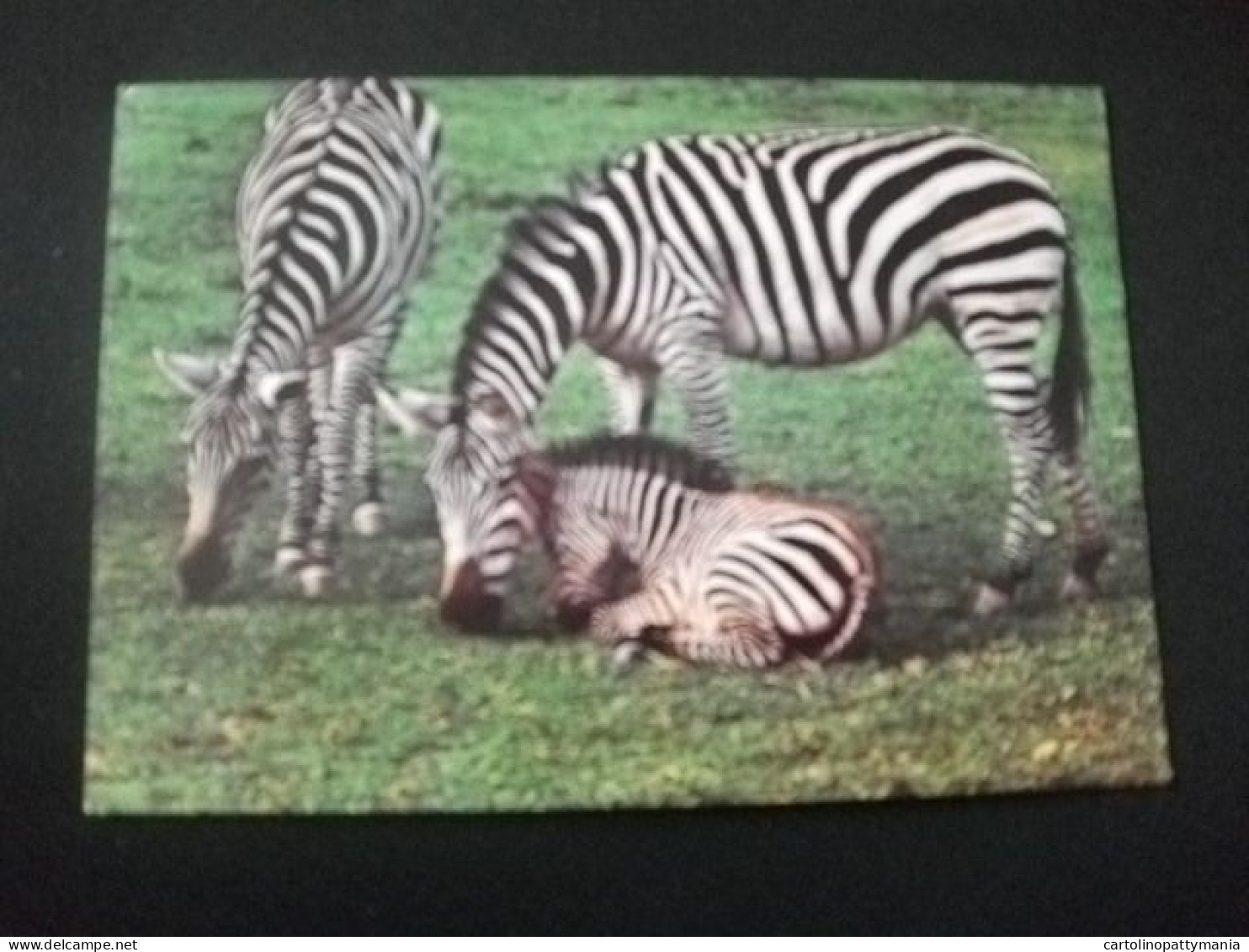 ZEBRE  (EQUUS BURCHELLI)  PARCO ZOO DEL GARDA AUTOSAFARI BUSSOLENGO PASTRENGO - Zebras