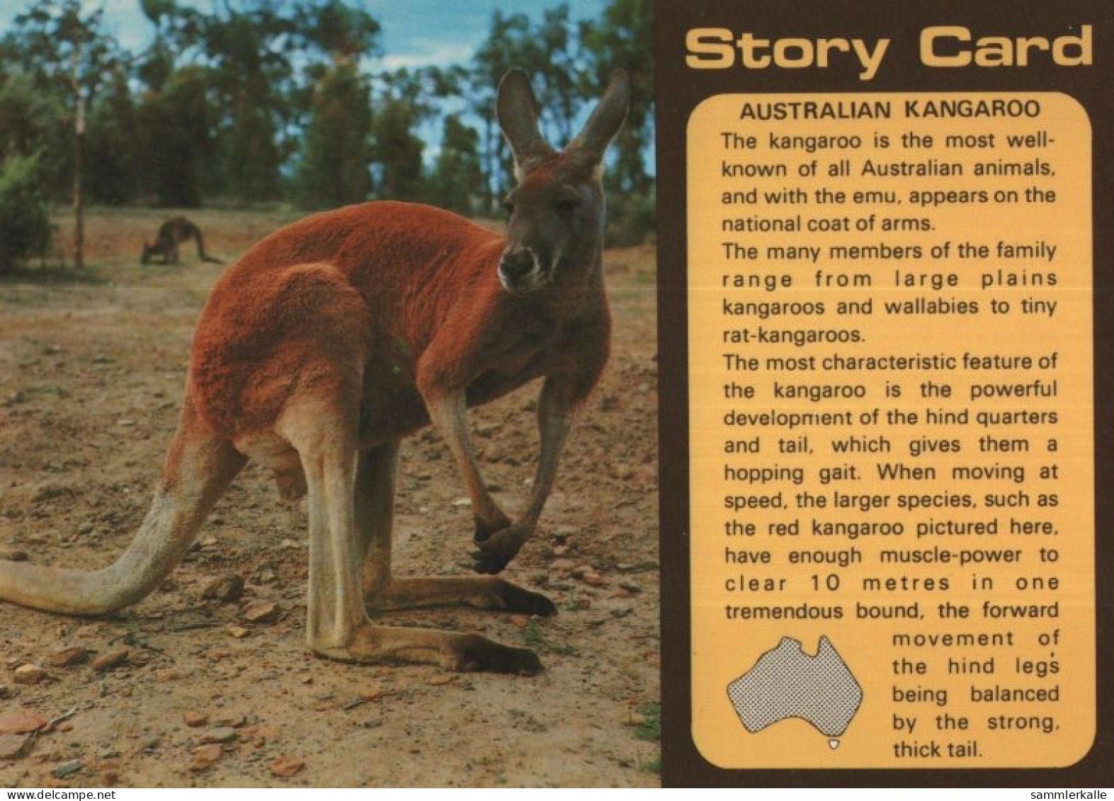136733 - Australien (Sonstiges) - Australien - Känguru, Story Card - Altri