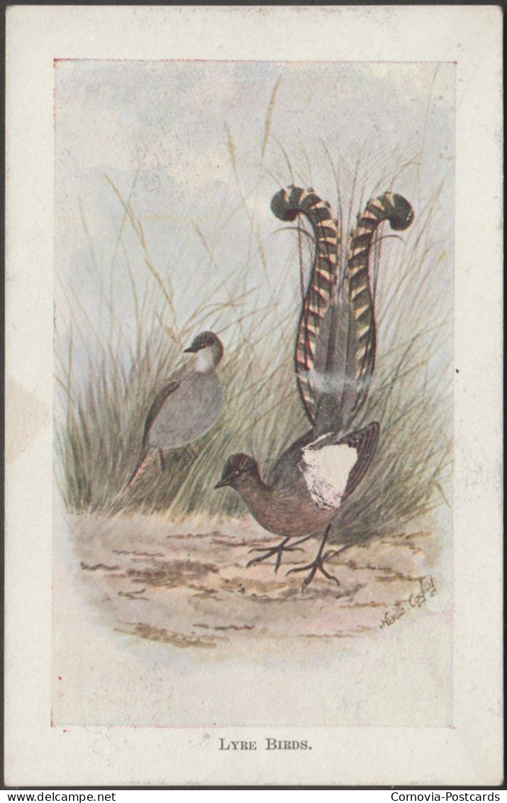 Neville Cayley - Lyre Birds, C.1905-10 - Postcard - Birds