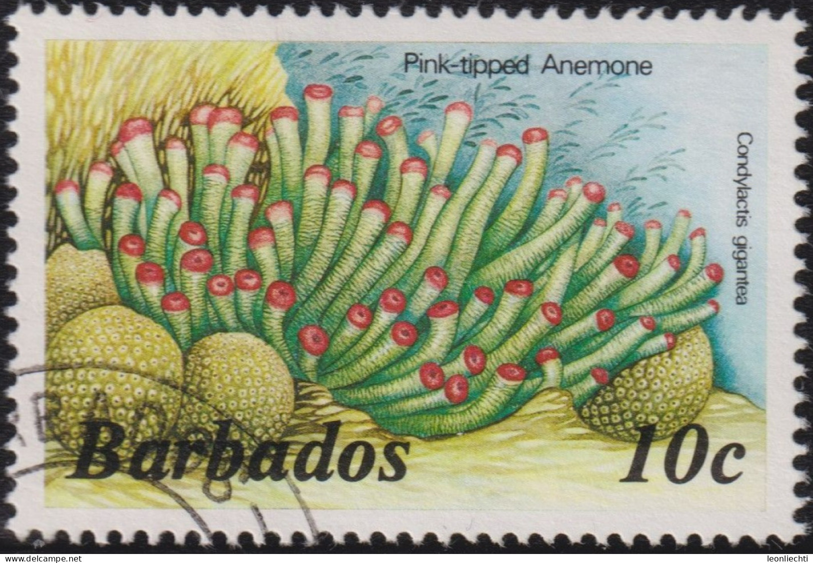 1988 Barbados ° Mi:BB 620YIV, Sn:BB 643e, Yt:BB 722, Pink-tipped Anemone (Condylactis Gigantea) - Barbados (1966-...)