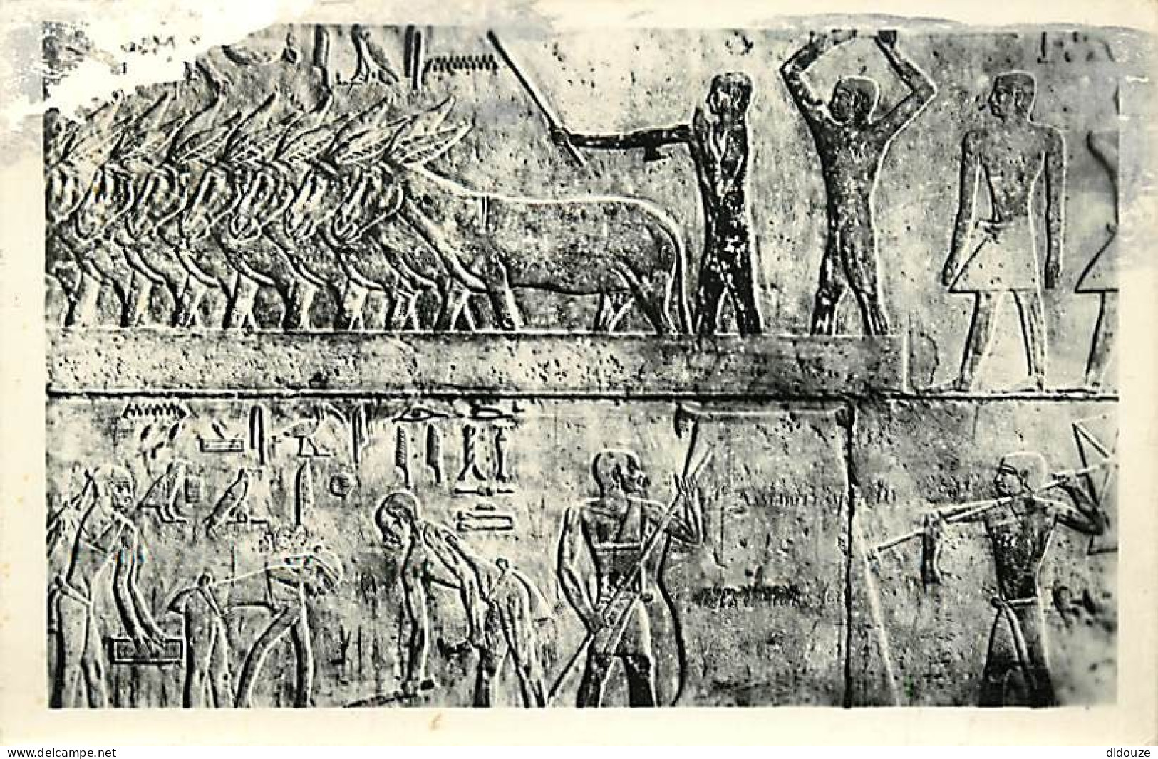 Egypte - Gizeh - Giza - Sakkara - Tomb - Agriculture Scenes - CPSM Format CPA - Voir Scans Recto-Verso - Guiza