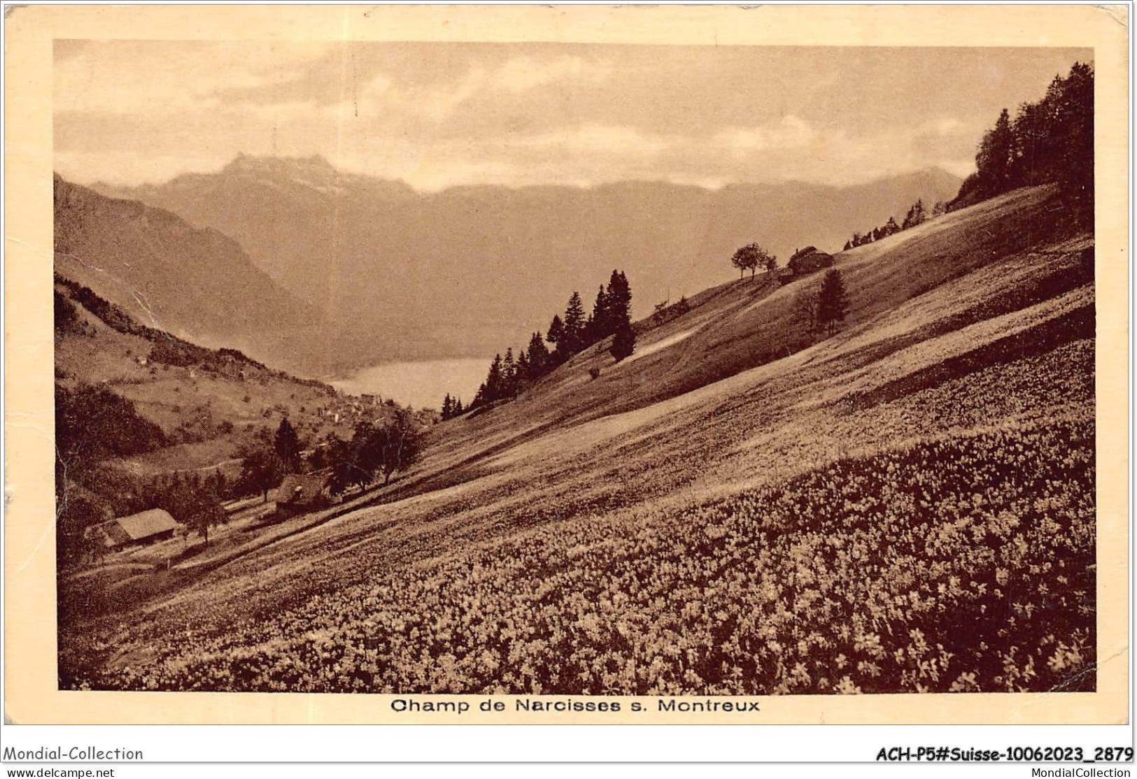 ACH-P5-SUISSE- 0436 - Champ De Narcisses S.MONTREUX - Autres & Non Classés