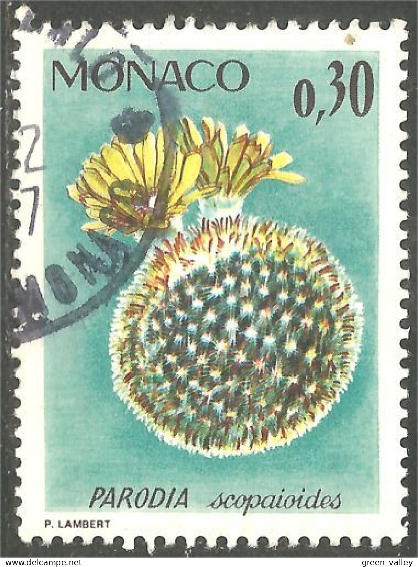 630x Monaco Plante Exotique Cactus Cactii (MON-546) - Sukkulenten
