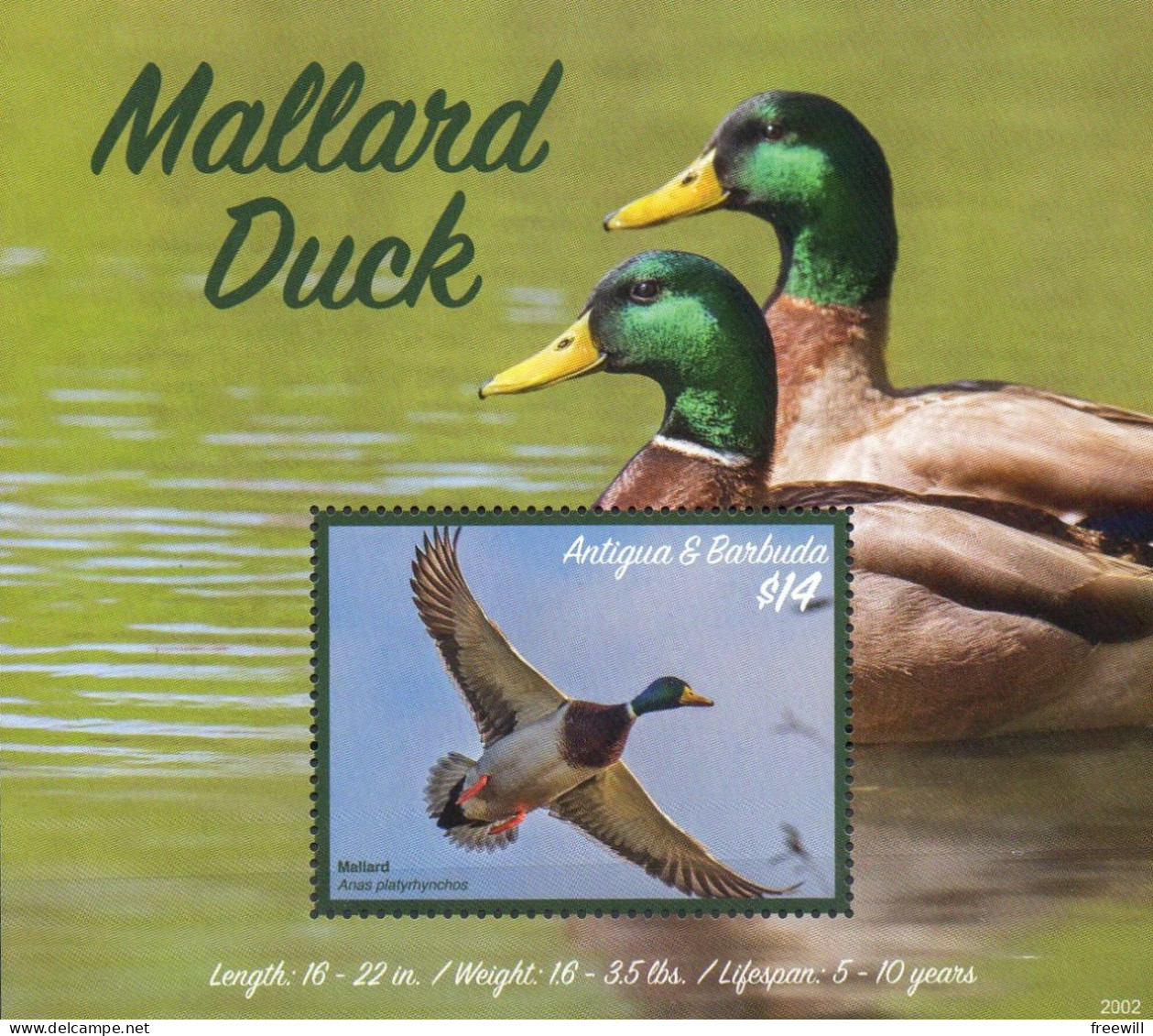 Mallard Duck- Canard Colvert XXX 2020 - Antigua Et Barbuda (1981-...)
