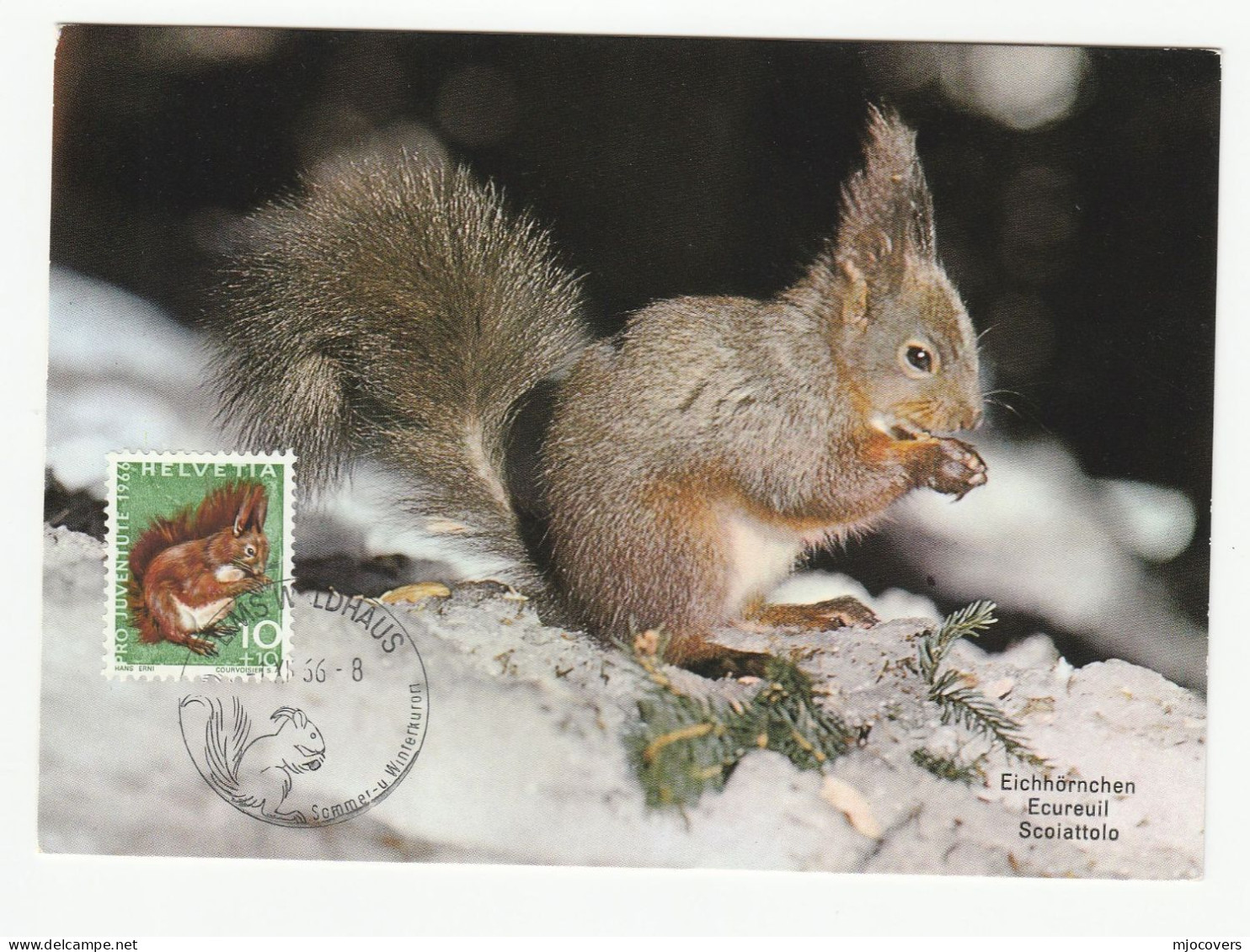 1966 SQUIRREL Maximum CARD Switzerland Stamps Fdc Cover Postcard - Cartoline Maximum