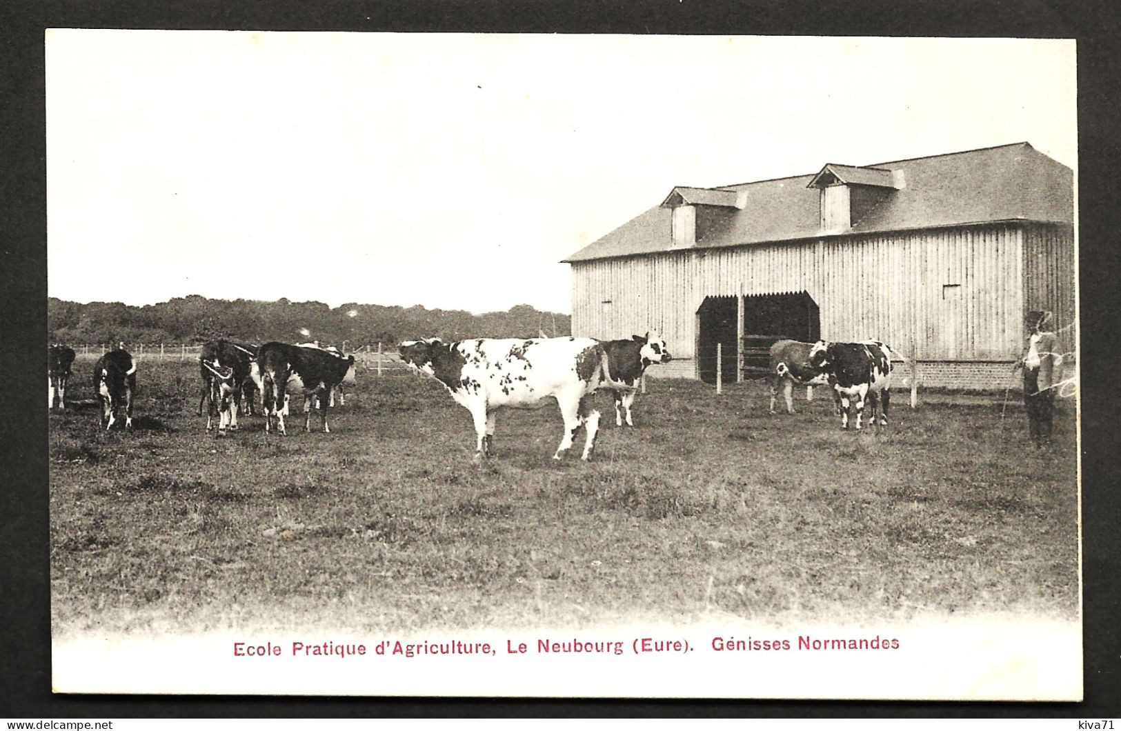 LE NEUBOURG    " Ecole Pratique D'Agriculture - Génisses Normandes "   1910 Neuve    Animée - Le Neubourg