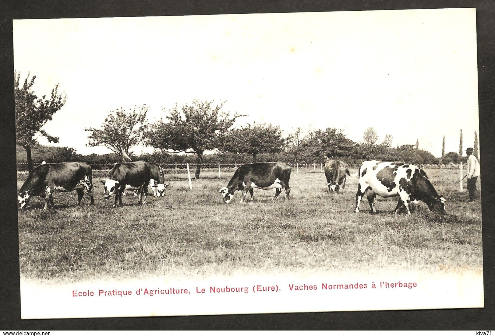 LE NEUBOURG    " Ecole Pratique D'Agriculture - Vaches Normandes "   1910 Neuve Animée - Le Neubourg