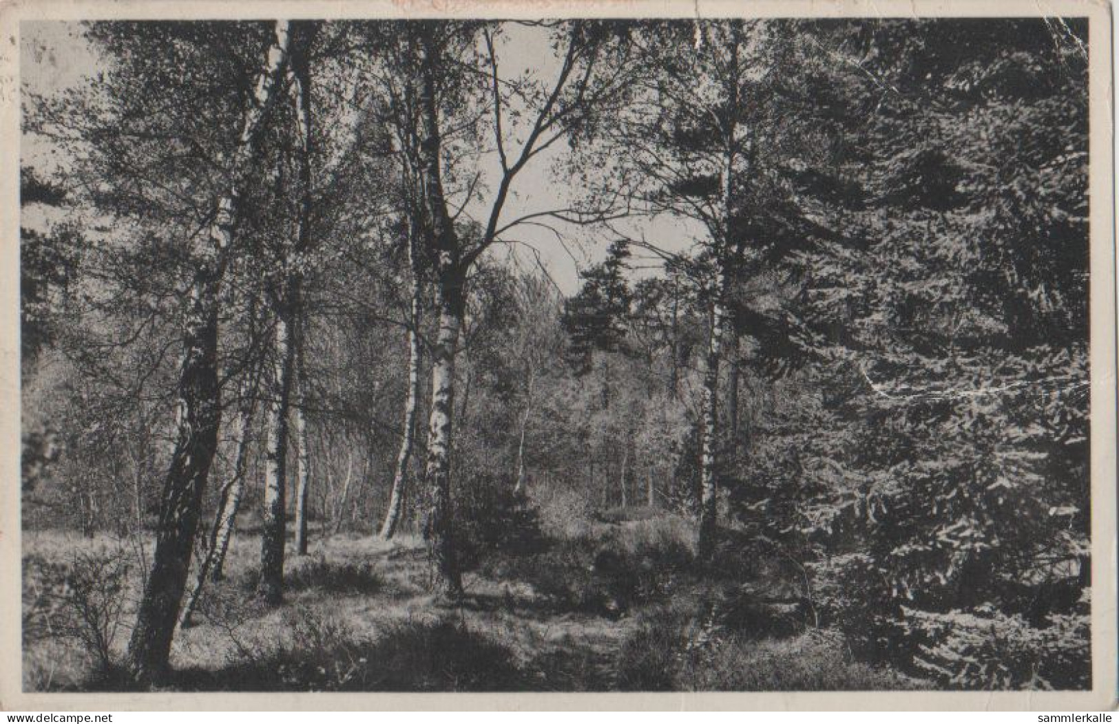 29714 - Utrechtse Heuvelrug - Driebergen, Het Grote Bos - 1958 - Driebergen – Rijsenburg