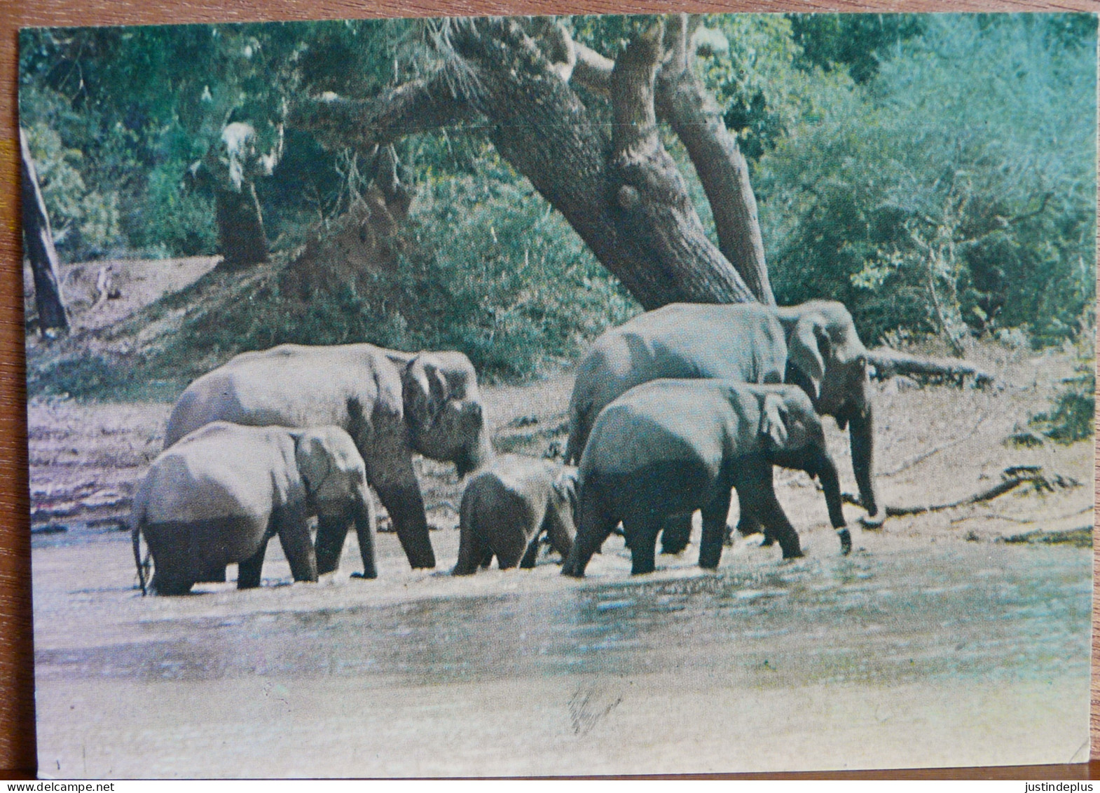 TROUPEAU D'ELEPHANTS SAUVAGES DANS LA RIVIERE RUHUNU NATIONAL PARK SRI LANKA  - Elefanti