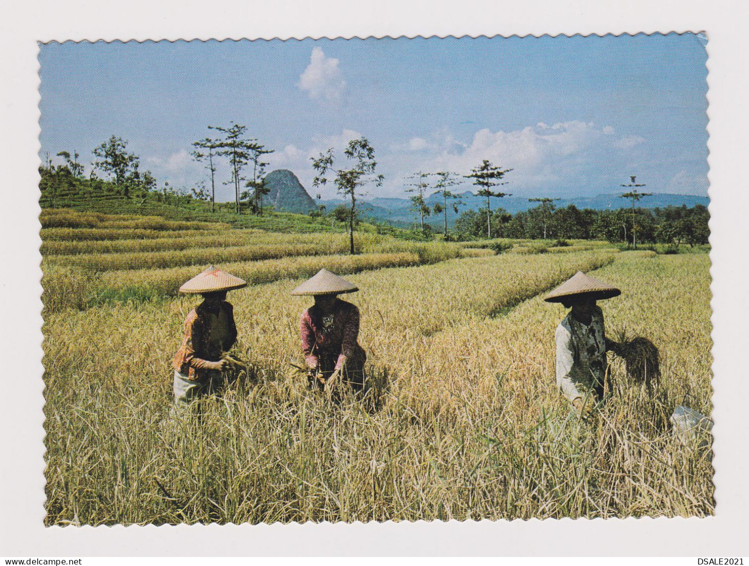 Indonesia Postal Service Topic Stamp, 1970s Western Jawa Rice Fields Harvesting Scene, Vintage Photo Postcard RPPc /596 - Indonesia