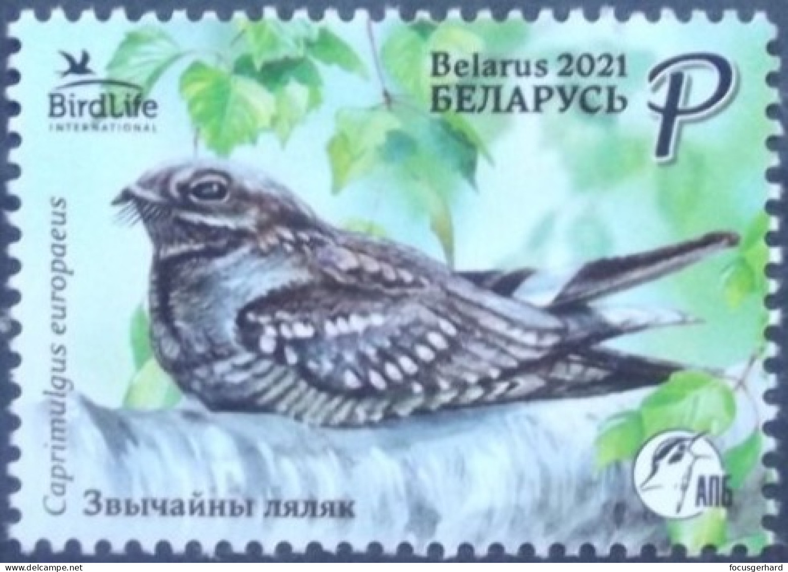 Weißrussland    Vögel   2021  ** - Climbing Birds