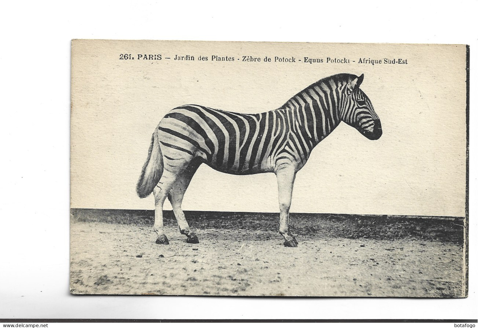 CPA PARIS JARDIN DES PLANTES , ZEBRE DE POTOCK, AFRIQUE SUD EST - Zebras