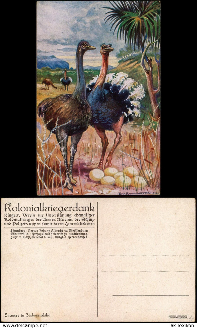 Postcard .Namibia Deutsch-Südwestafrika DSWA Strauss 1913 - Namibië