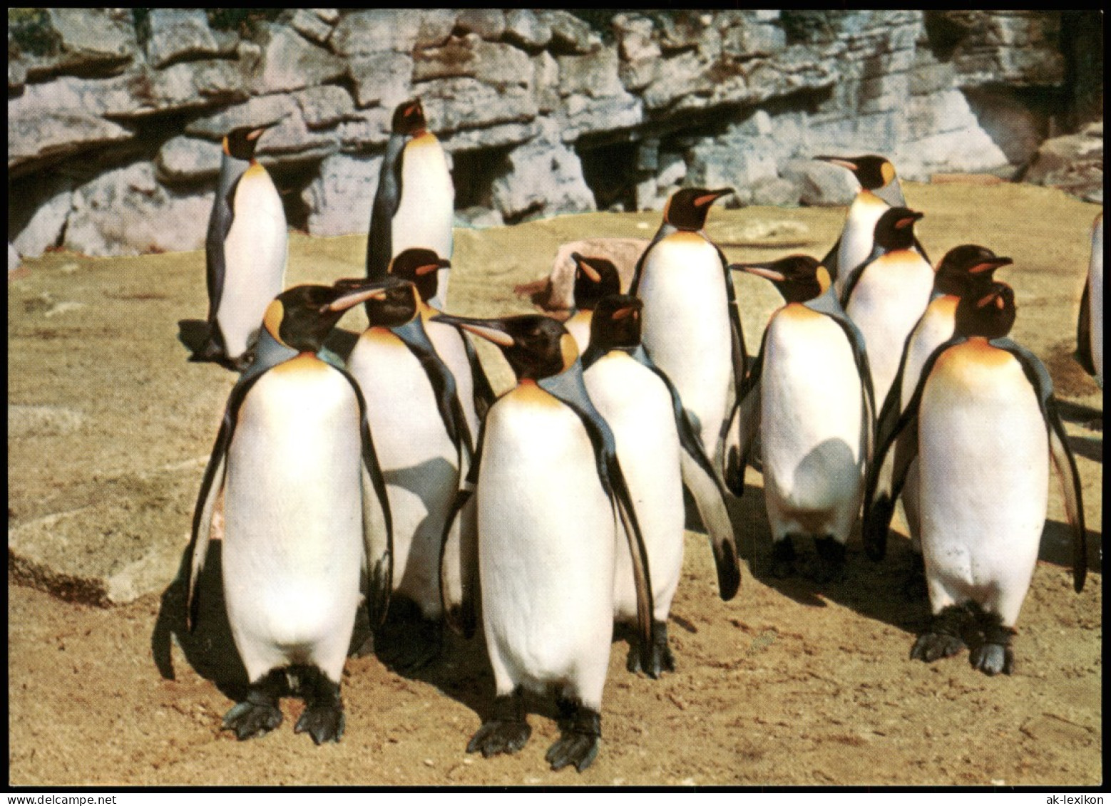 Stellingen-Hamburg Zoo Carl Hagenbeck Tierpark Königspinguine 1980 - Stellingen