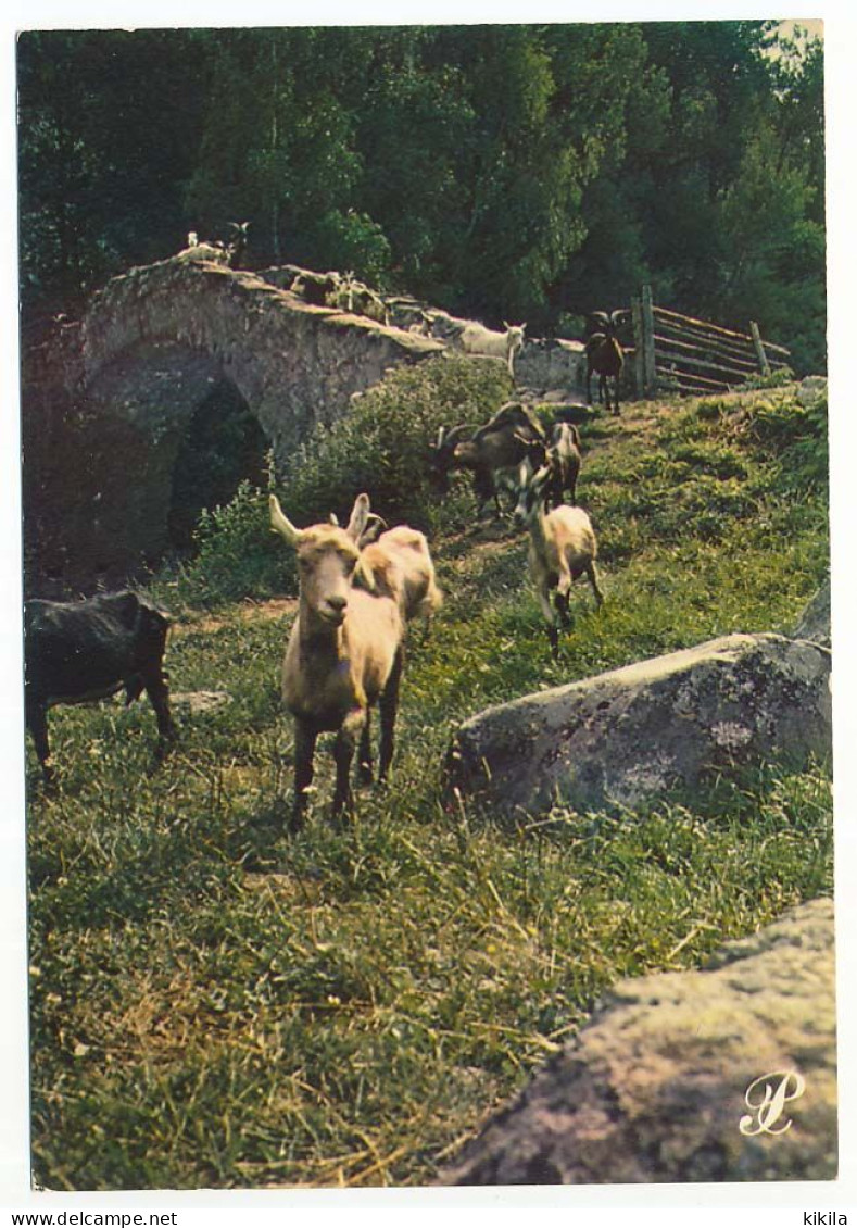 CPSM / CPM 10.5 X 15 Prestige DAUPHINE Troupeau De Chèvres Sur Un Pont De Pierre - Rhône-Alpes