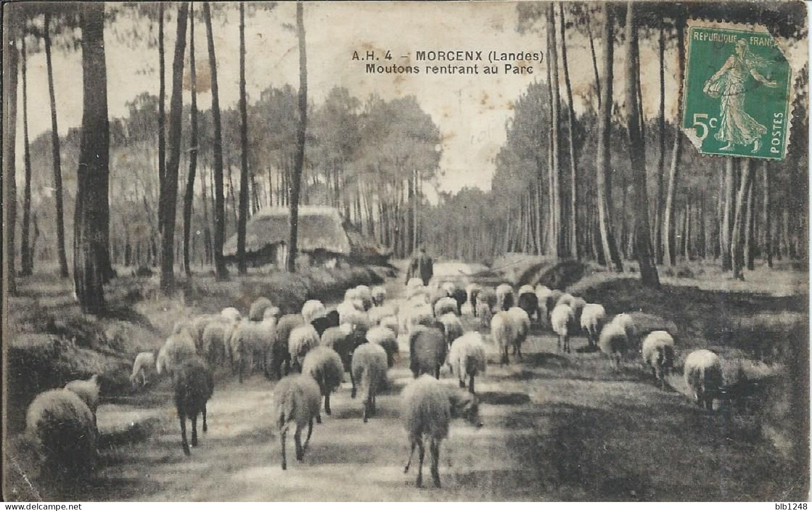 [40] Landes > Morcenx Moutons Rentrant Au Parc - Morcenx