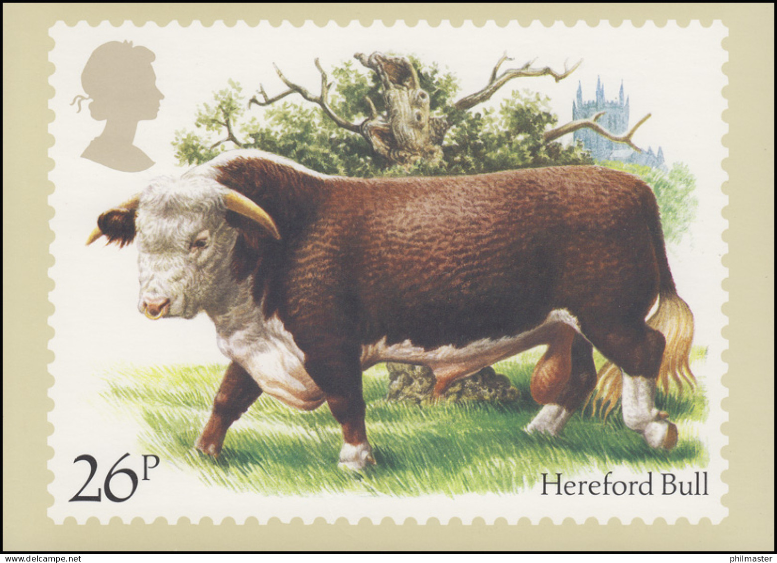 Großbritannien: 981 Rinderrasse Hereford Bull Auf AK Mit ET-O OXFORD 6.3.1984 - Boerderij
