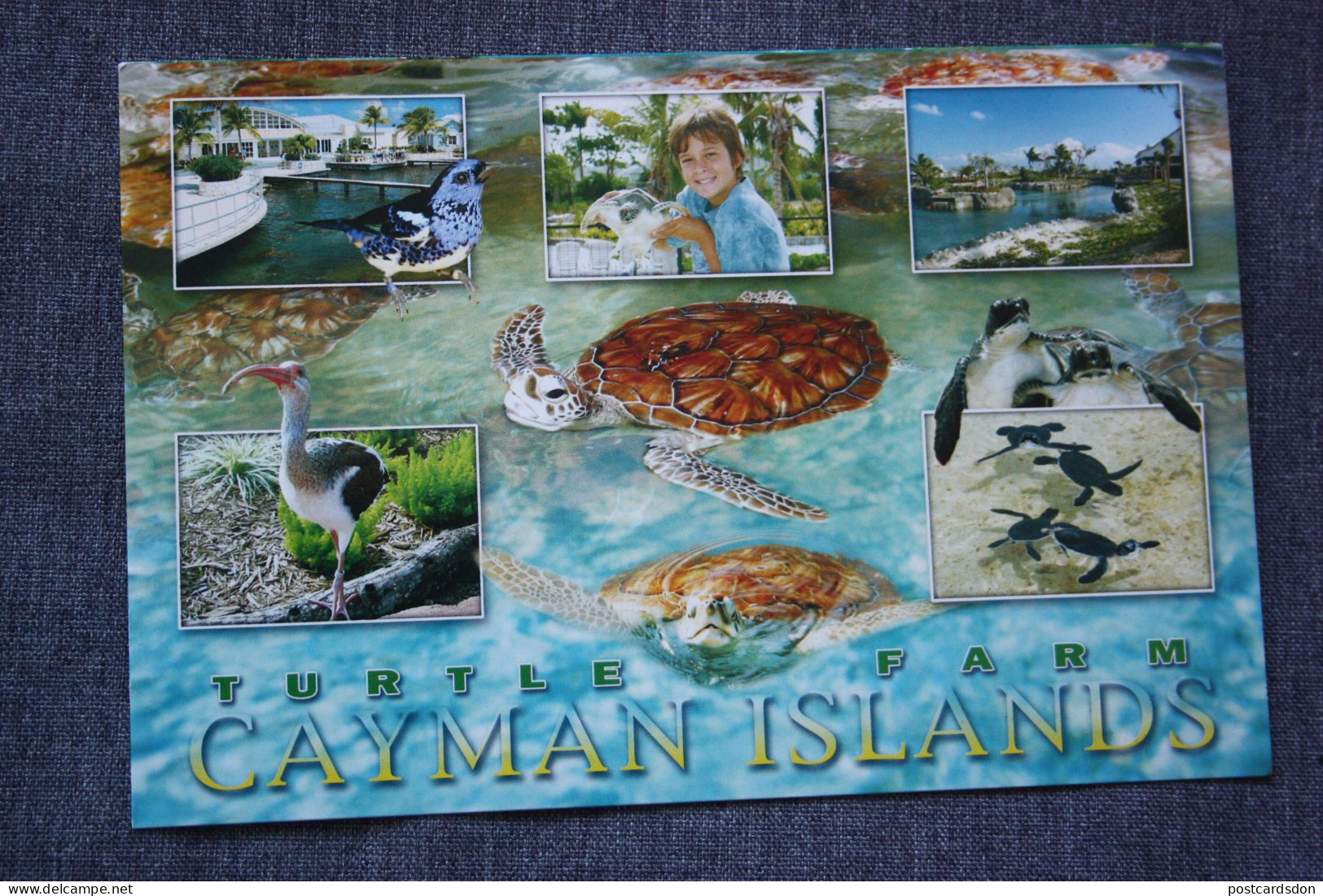 British West Indies:Cayman Islands, Turtle Farm - Tartarughe