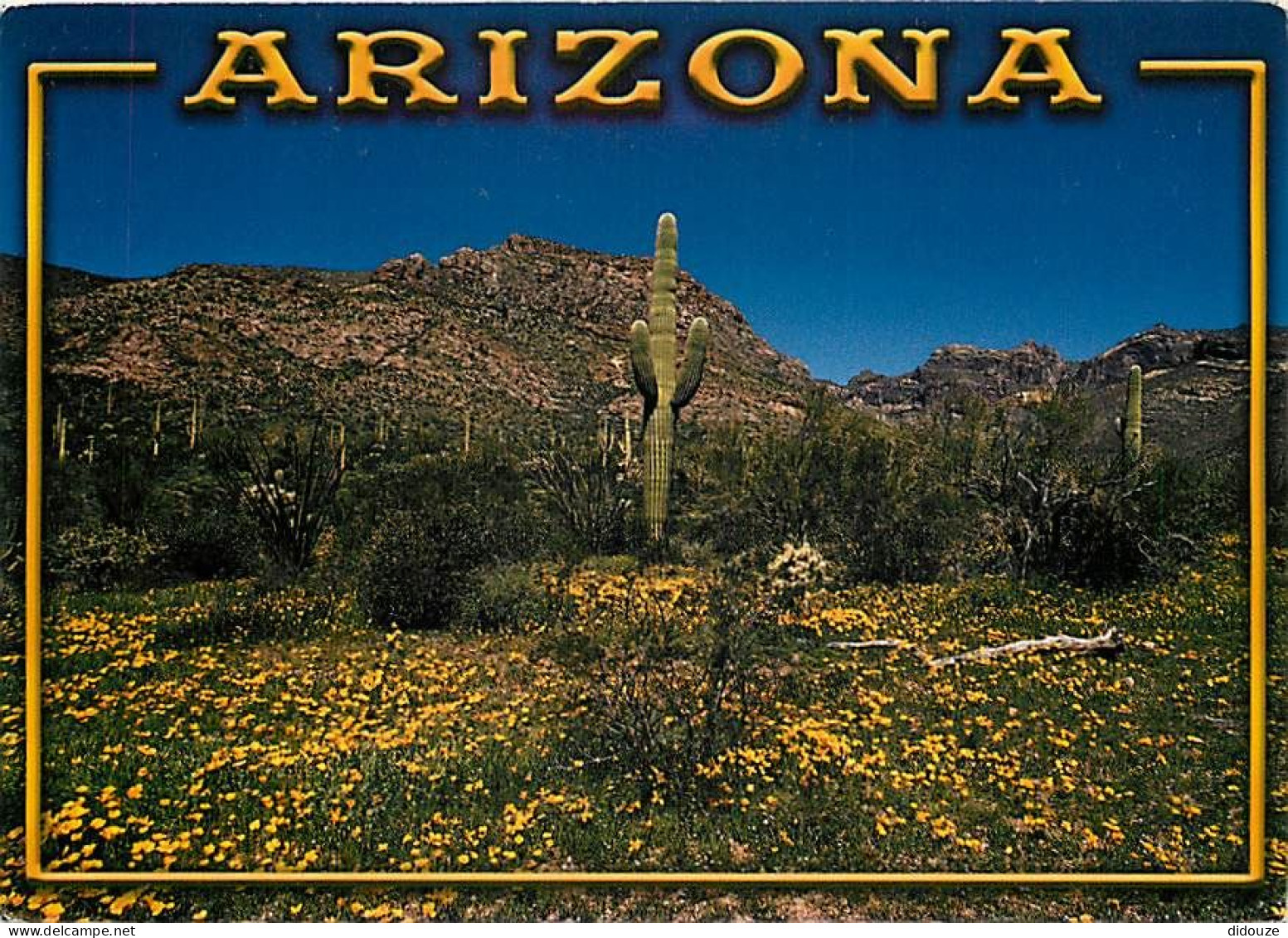 Fleurs - Plantes - Cactus - Etats-Unis - Arizona - Desert In Bloom - Spectacular Gold Poppies Often Carpet The Désert In - Cactus