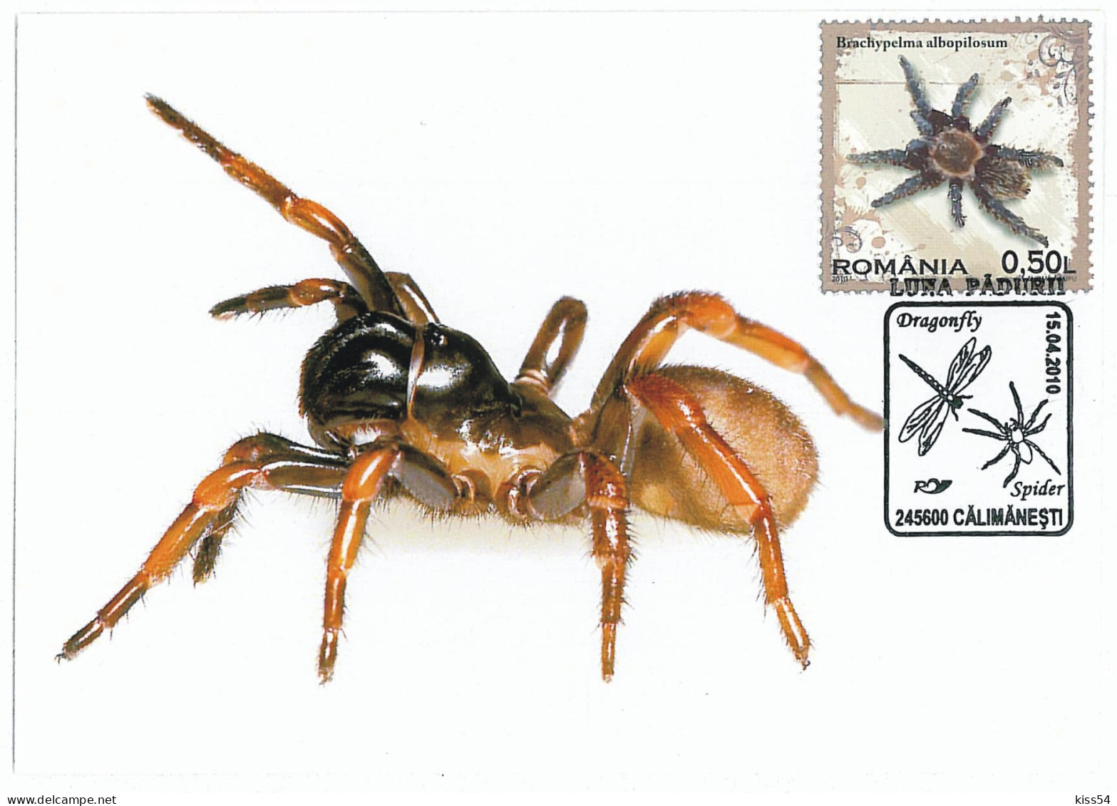 MAX 19 - 230 SPIDER, Romania - Maximum Card - 2010 - Araignées
