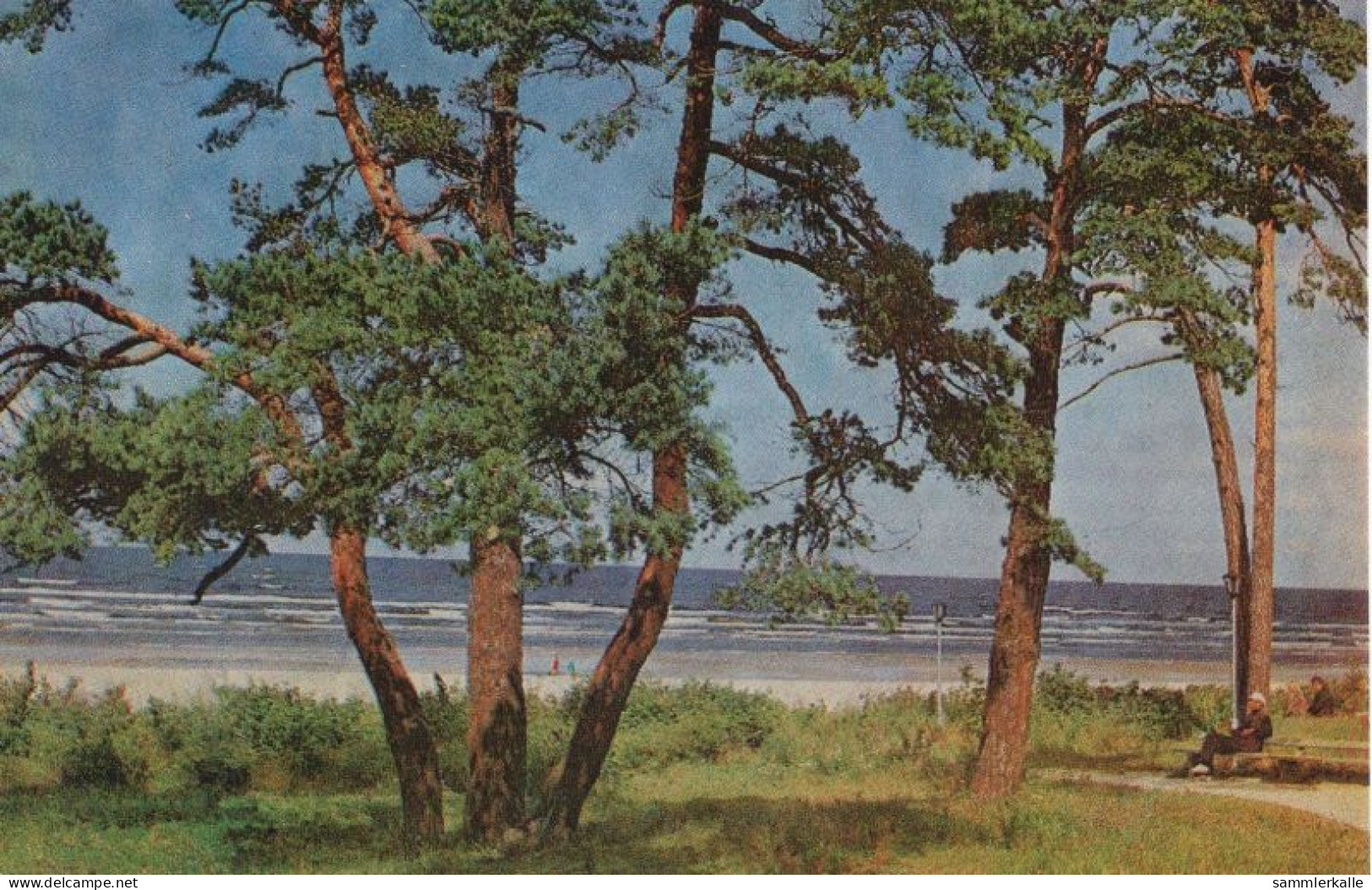 136453 - Jurmala - Lettland - Kiefern In Melluzi - Letonia