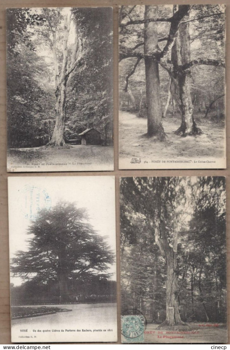 LOT 20 CPA ARBRES - NATURE - TB GROS PLAN ARBRE REMARQUABLE Nommés Dont Chêne - Árboles