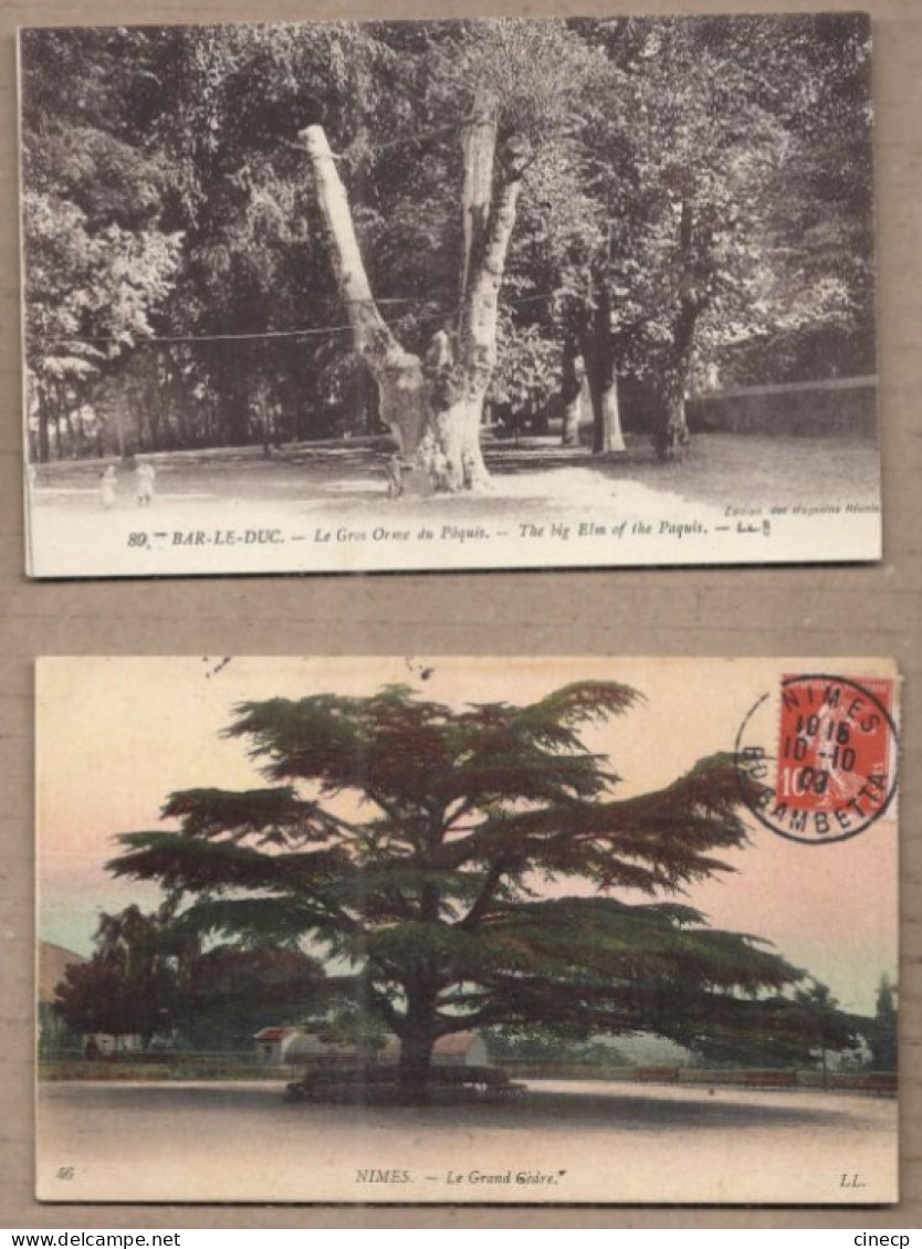 LOT 20 CPA ARBRES - NATURE - TB GROS PLAN ARBRE REMARQUABLE Nommés Dont Chêne - Árboles