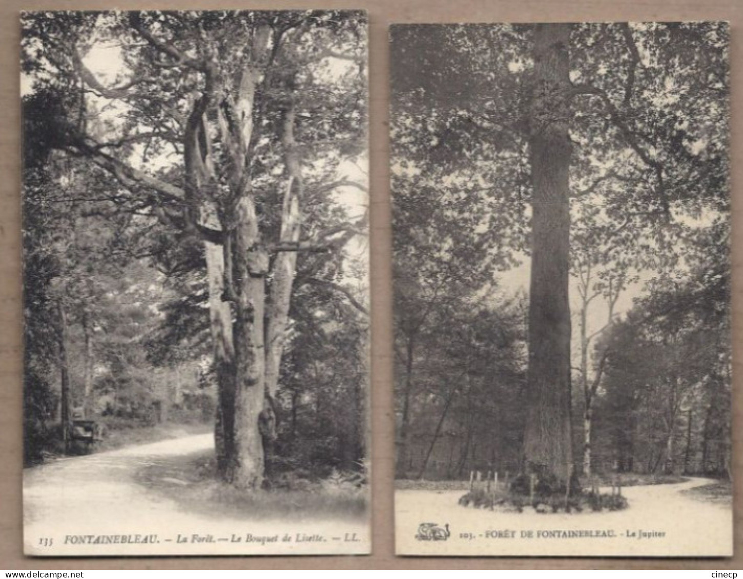 LOT 20 CPA ARBRES - NATURE - TB GROS PLAN ARBRE REMARQUABLE Nommés Dont Chêne - Árboles