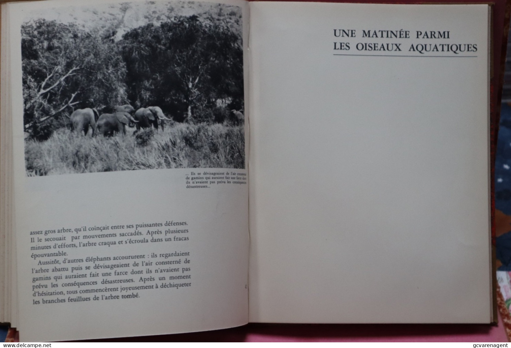 LA PHOTOGRAPHIE DES BETES SAUVAGES / PARMI LES BETES DE LA BROUSSE PAR LEON LIPPENS VOIR DESCRIPTION ET IMAGES - Photographs