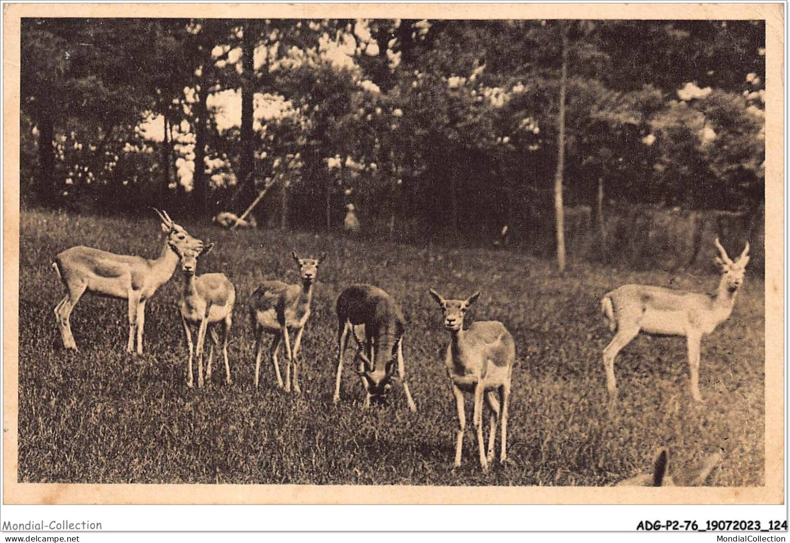 ADGP2-76-0138 - Parc Zoologique De CLERES - Antilopes Cervicapres  - Clères